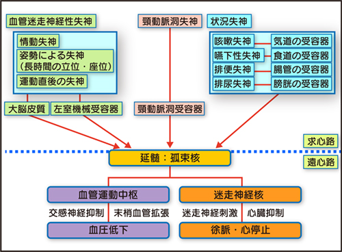 丹野神経図.jpg