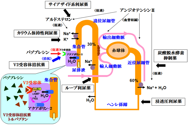 利尿効果のあるサプリメントや食べ物   泌尿 