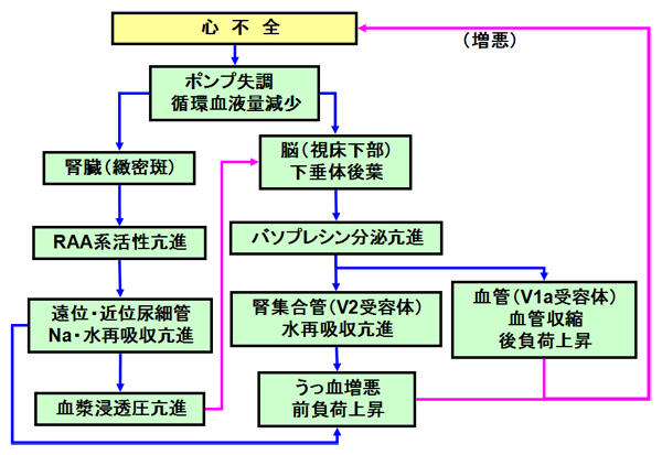 ホルモン 抗 利尿