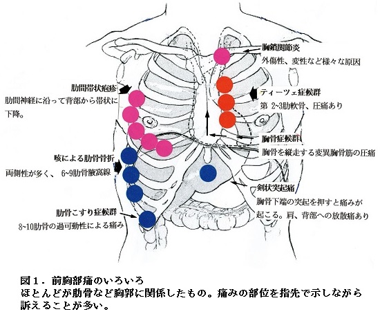 は と 剣 突起 状 状突起