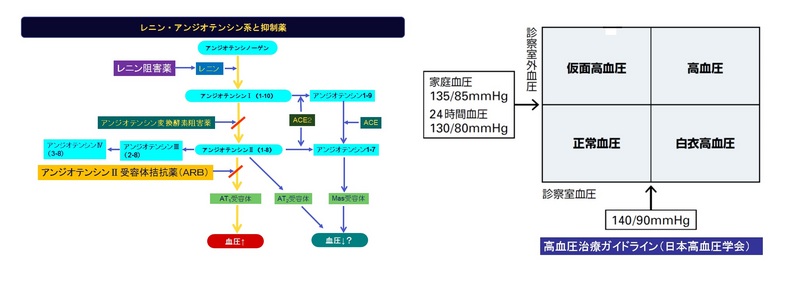 188レニン・アンジオテンシン系阻害薬p.jpg