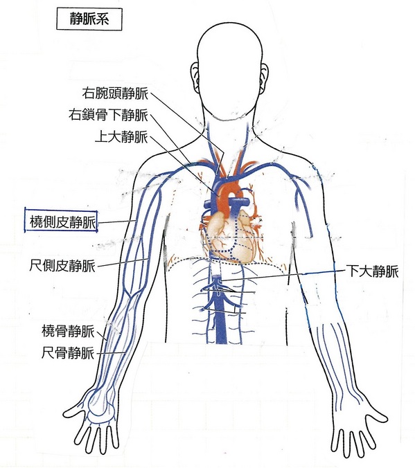 121橈側皮静脈黄（4Ｐ）.jpg