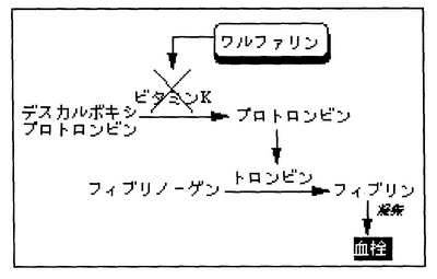 192ワルファイリン2.jpg