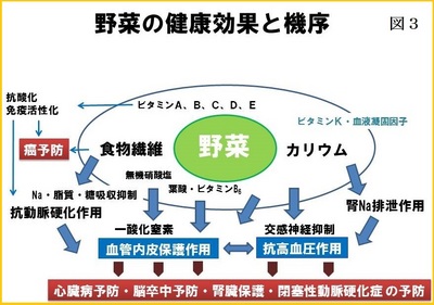 図３野菜の健康効果と機序.JPG