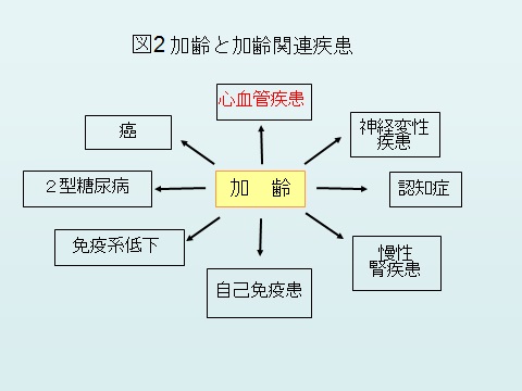 加齢図２.jpg