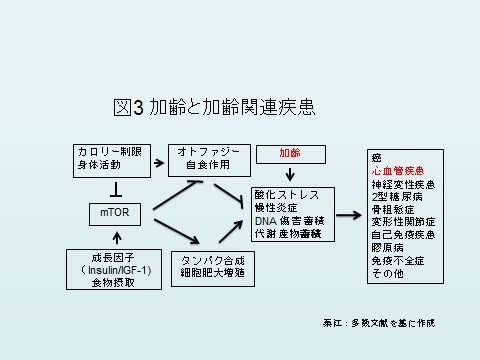 加齢図３.jpg