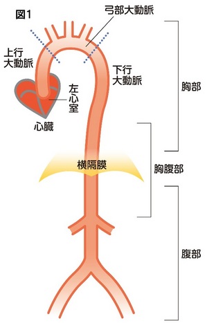 動脈図1.jpgのサムネイル画像