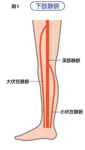 静脈図1.jpg