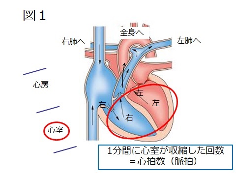 不整脈図１.jpg