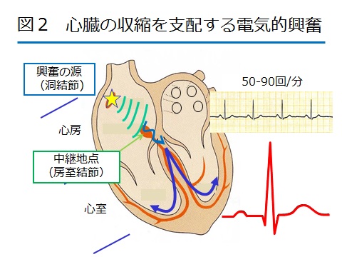 不整脈図２.jpg