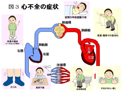 心不全図３.jpg