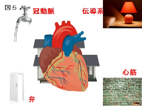 心不全図５.jpg