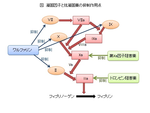 抗凝固剤図.jpg