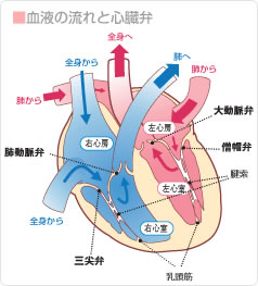 僧 帽 弁 閉鎖 不全 症