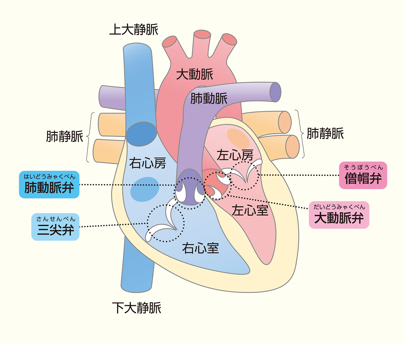 図8：心臓の4つの部屋と弁
