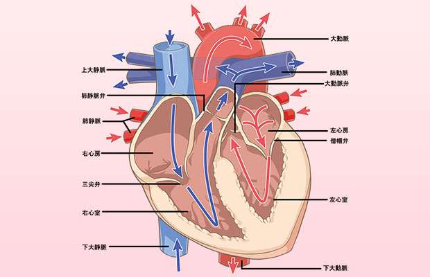 心臓病にかかわる用語集