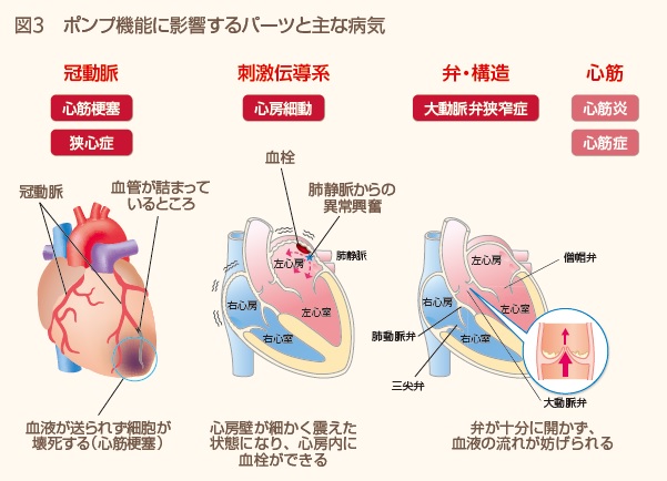 心臓を長持ちさせる秘訣って なに 今月のトピックス 公益財団