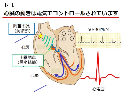 脈拍 数 な 正常